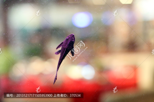金魚,招財魚,熱帶魚