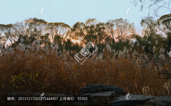 蘆葦秋景