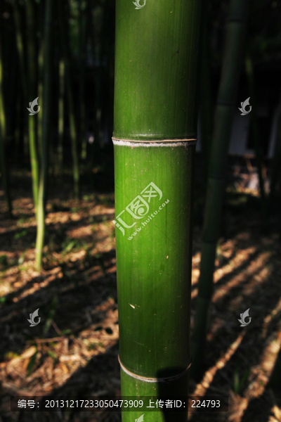 竹節(jié)特寫