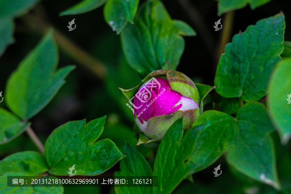 牡丹花
