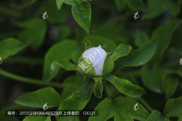 牡丹花