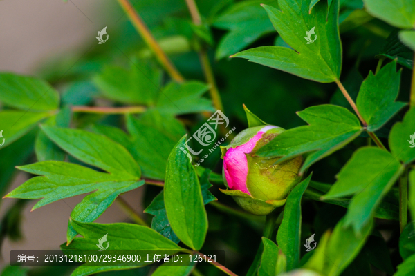 牡丹花