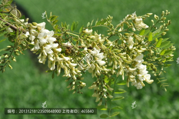 白色的槐花