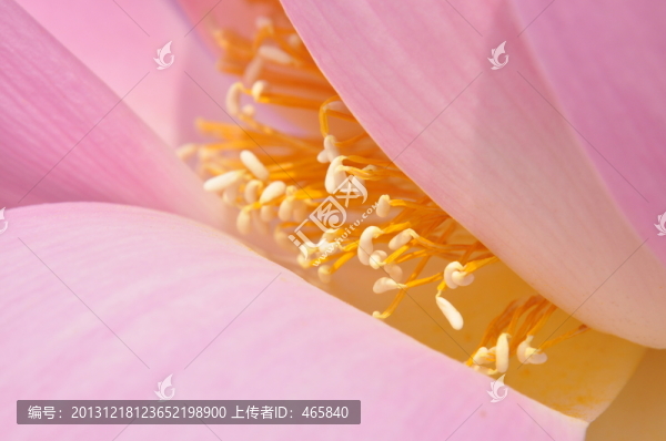 微距蓮蕊蓮心