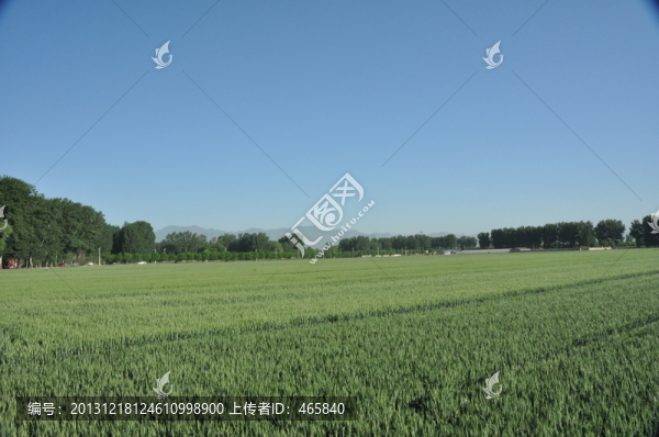 綠色麥田