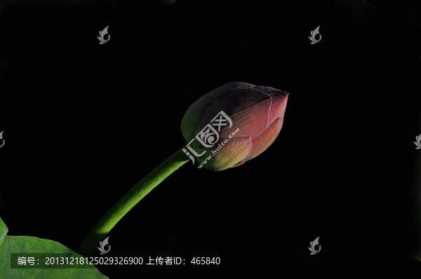 荷花花苞