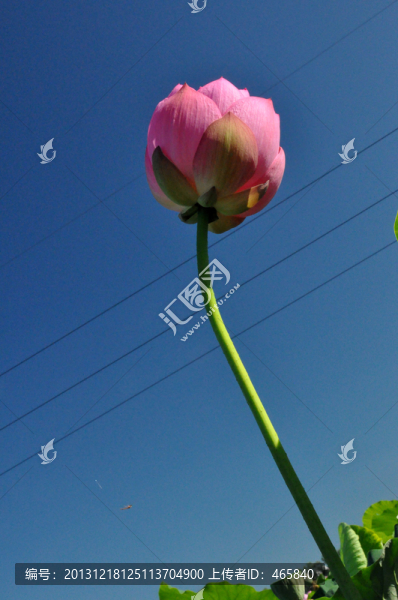 蓮花燈