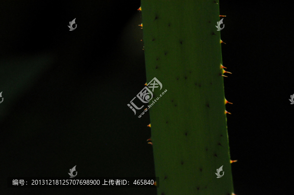 微距蓮桿蓮莖大圖