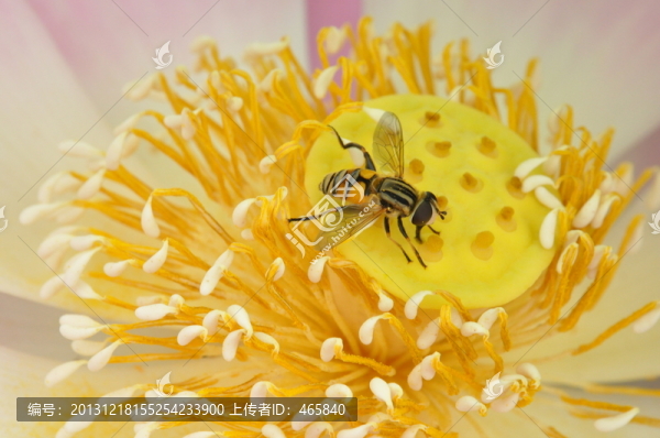 蓮花蓮蕊蓮心