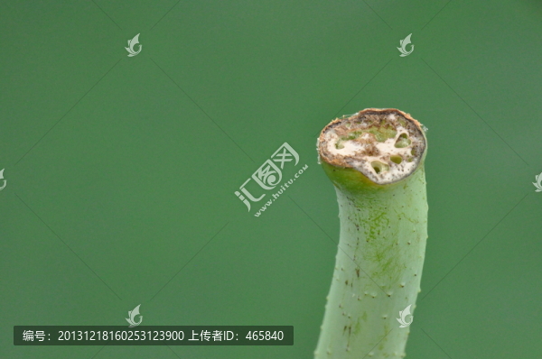 蓮莖蓮桿特寫