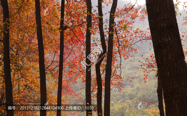 楓樹林