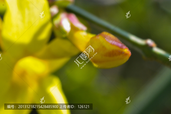 迎春花