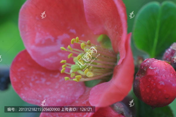 海棠花