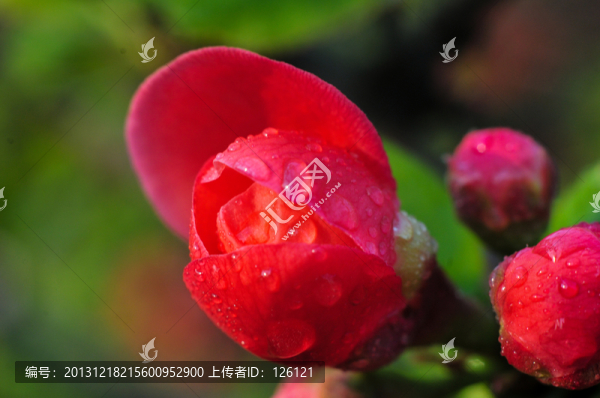 海棠花