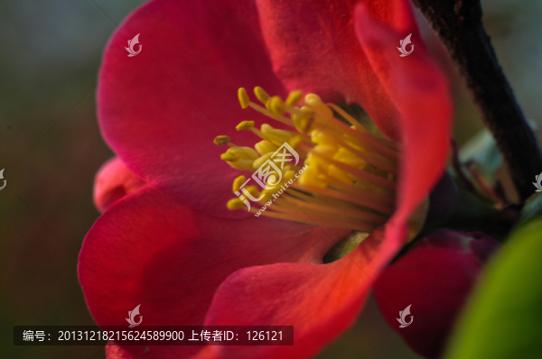 海棠花