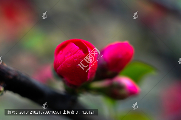 海棠花