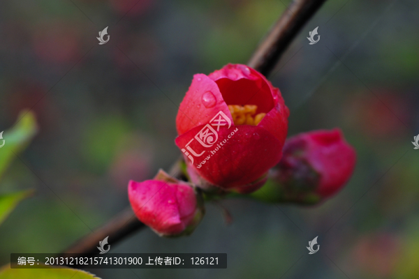 海棠花