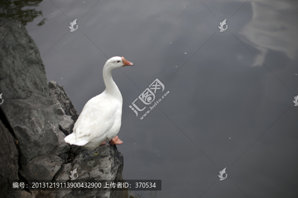家鵝,家禽,鵝,白鵝,池塘,水