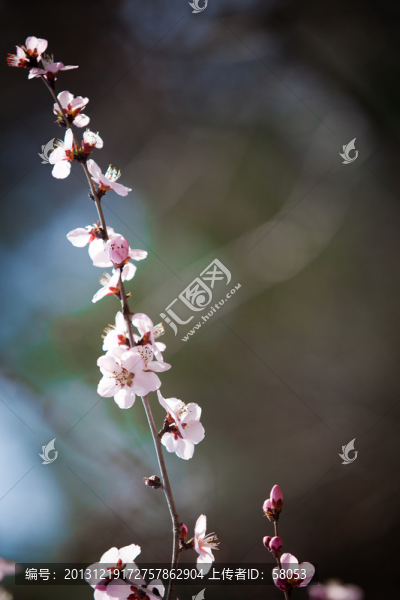 盛開的花