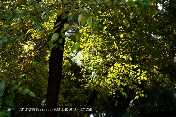 枝葉,光影