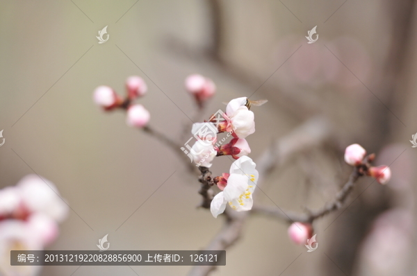 梅花