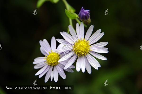 野菊花