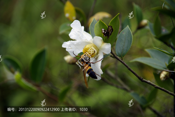 茶花上的黃蜂