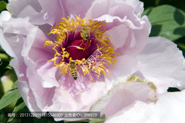 牡丹,蜜蜂