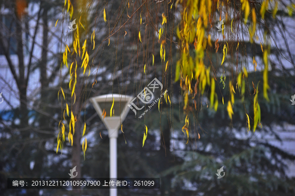 枝葉花草果實(shí)