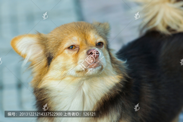 狗