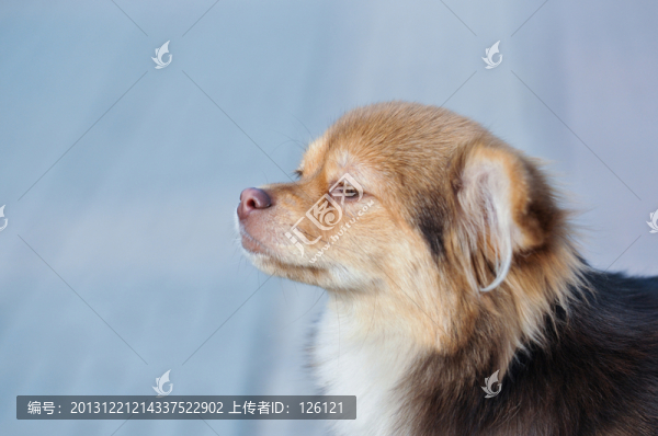 狗