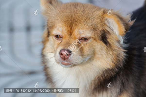 狗