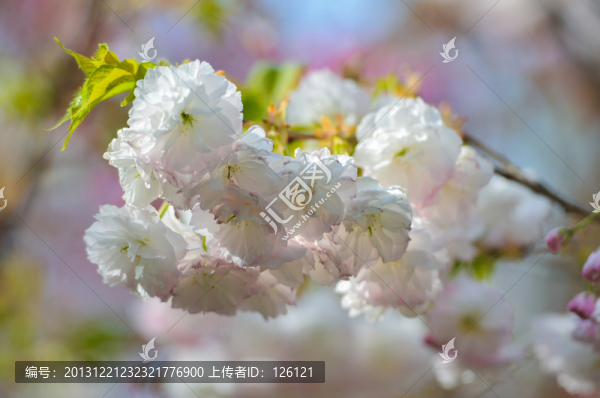 櫻花