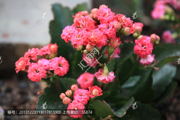 長壽花