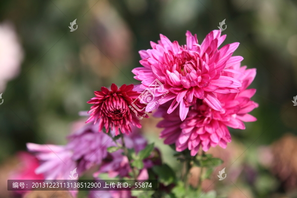 菊花