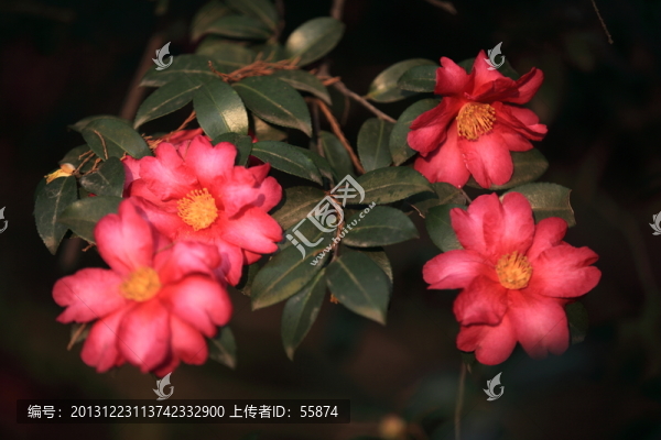 茶花