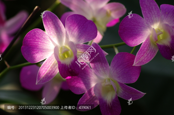 蝴蝶蘭