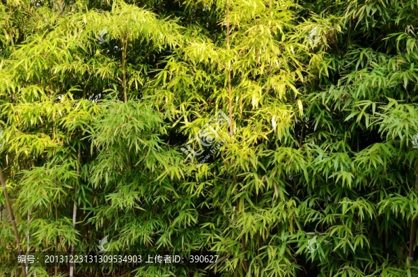 竹林