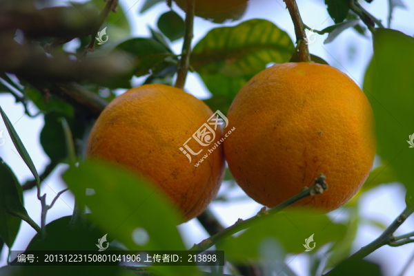 水果