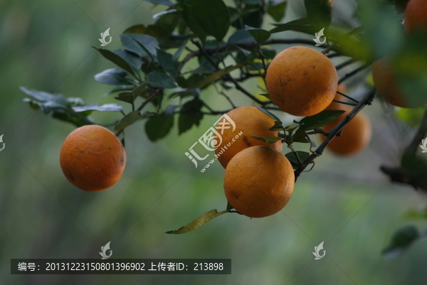 黃果