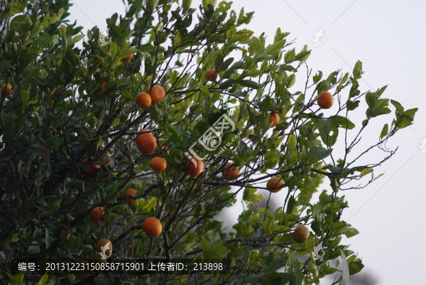 果滿枝頭