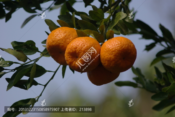 枝頭上果實