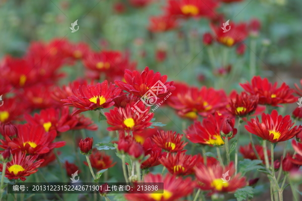 花海