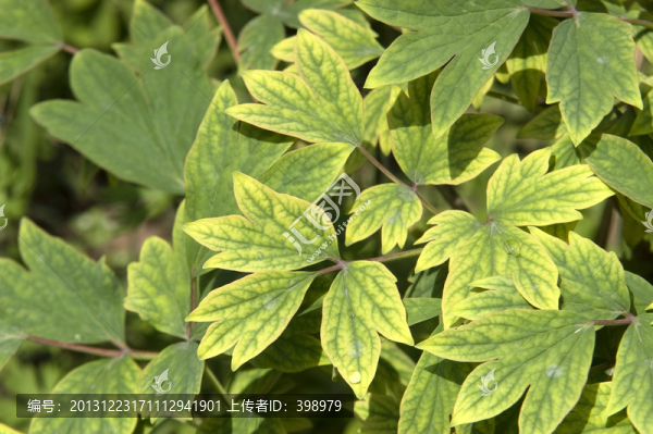 牡丹花葉子
