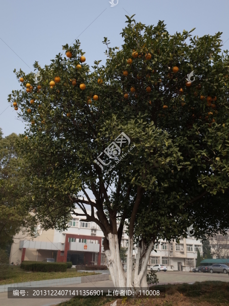 橘子樹