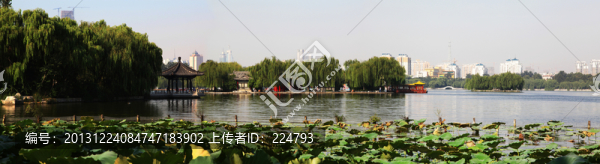 明湖荷塘