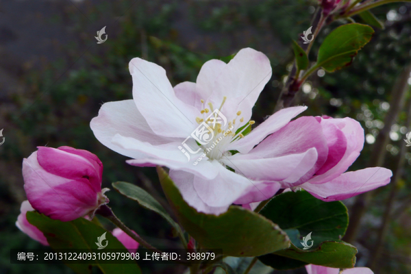 海棠花