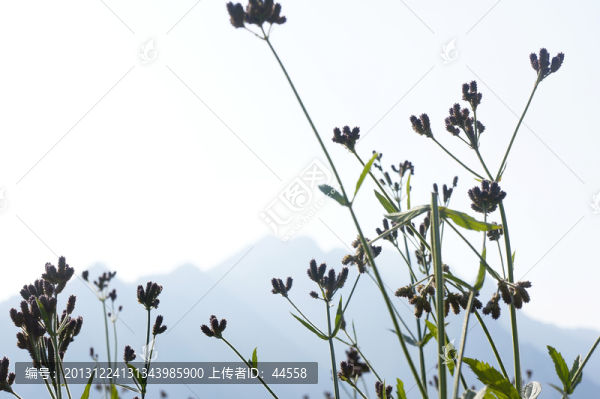 馬鞭草