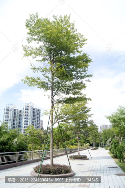 景觀樹