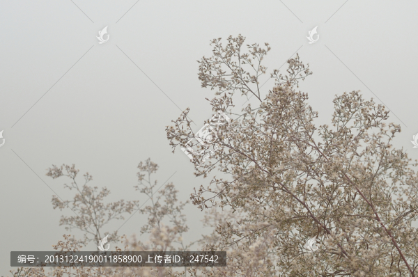 秋草
